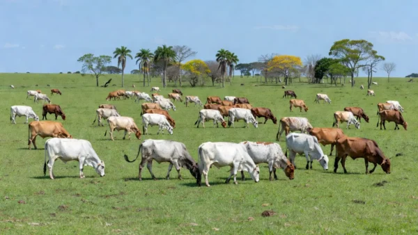 À esquerda, o pecuarista Rafael Andrade Asato; à direita, André Bartocci. Ambos têm fazendas em Mato Grosso do Sul. — Foto: Arquivo pessoal