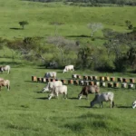 Carne bovina é produto de origem animal mais vendido para a União Europeia. — Foto: Arte/g1