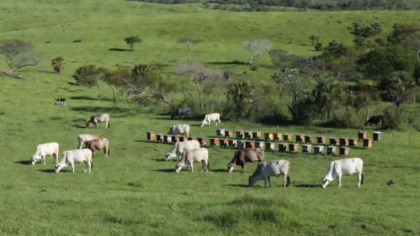 Carne bovina é produto de origem animal mais vendido para a União Europeia. — Foto: Arte/g1