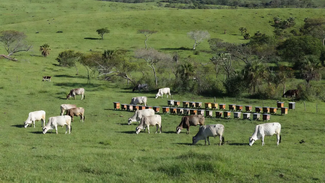 Carne bovina é produto de origem animal mais vendido para a União Europeia. — Foto: Arte/g1
