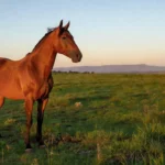 Cavalo Mangalarga Marchador em pasto rural de Minas Gerais