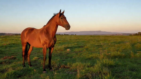 Cavalo Mangalarga Marchador em pasto rural de Minas Gerais