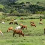 Foto: Iagro
