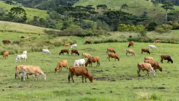 Foto: Iagro