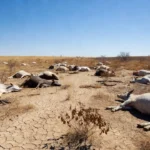 Bovinos mortos em pastagem brasileira devido a onda de calor