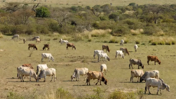 Rebanho bovino em pasto brasileiro durante queda no abate