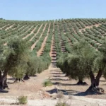 Vasto olival na Espanha com milhões de oliveiras, maior do mundo