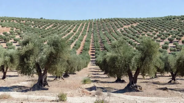 Vasto olival na Espanha com milhões de oliveiras, maior do mundo