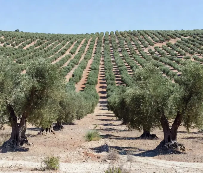 Vasto olival na Espanha com milhões de oliveiras, maior do mundo