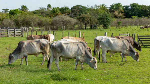 Foto Divulgação.