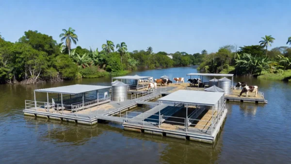 Fazenda leiteira flutuante em rio brasileiro sob luz natural