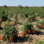 Grupos funcionais do Krill A32 atuam como carreadores de nutrientes para as plantas, eficiência comprovada em cultivos de tomates, pimentões e alface