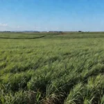 Plantação de cana-de-açúcar em São Paulo sobre estabilidade do etanol