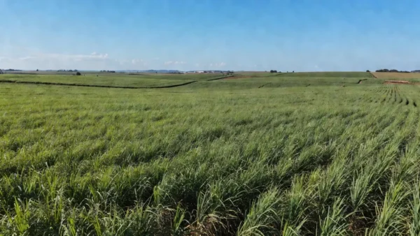 Plantação de cana-de-açúcar em São Paulo sobre estabilidade do etanol