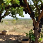 Colheita de jabuticaba na Fazenda Jabuticabal em Goiás