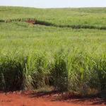 Plantação de cana-de-açúcar no Brasil com preços do açúcar em alta