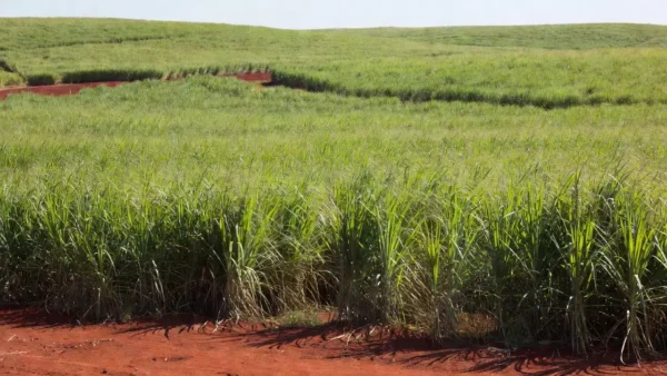 Plantação de cana-de-açúcar no Brasil com preços do açúcar em alta