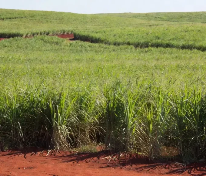 Plantação de cana-de-açúcar no Brasil com preços do açúcar em alta