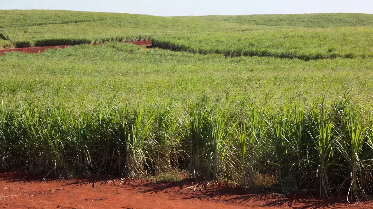 Plantação de cana-de-açúcar no Brasil com preços do açúcar em alta
