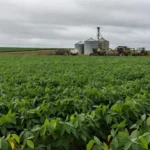 Crise no campo: pedidos de recuperação judicial saltam entre produtores rurais — Foto: Foto de setengah lima sore