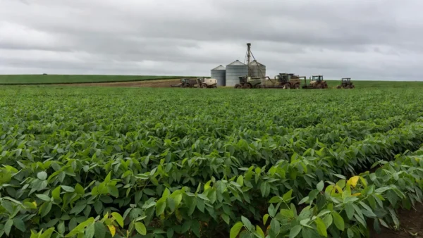 Crise no campo: pedidos de recuperação judicial saltam entre produtores rurais — Foto: Foto de setengah lima sore