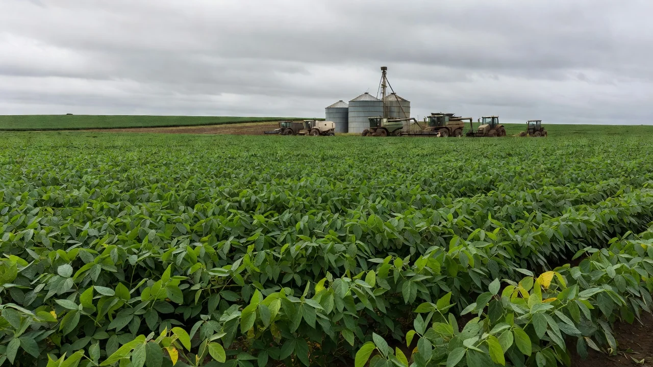 Crise no campo: pedidos de recuperação judicial saltam entre produtores rurais — Foto: Foto de setengah lima sore