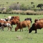 Rebanho de bois gordos em pasto rural no Brasil com oferta restrita