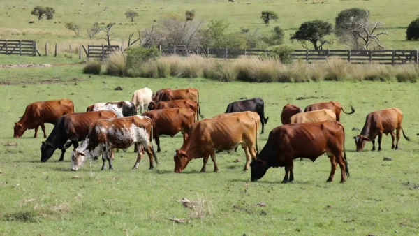 Rebanho de bois gordos em pasto rural no Brasil com oferta restrita