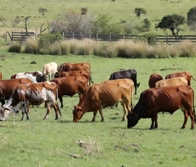 Rebanho de bois gordos em pasto rural no Brasil com oferta restrita
