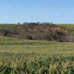 Plantação agrícola em Mato Grosso com vegetação nativa, sobre embargo ambiental a agricultor familiar