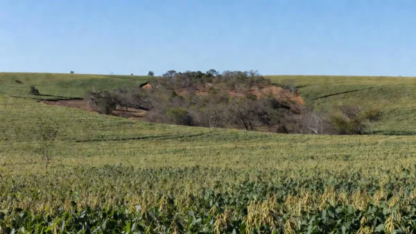 Plantação agrícola em Mato Grosso com vegetação nativa, sobre embargo ambiental a agricultor familiar