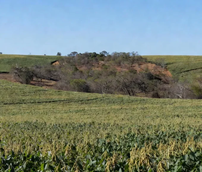 Plantação agrícola em Mato Grosso com vegetação nativa, sobre embargo ambiental a agricultor familiar