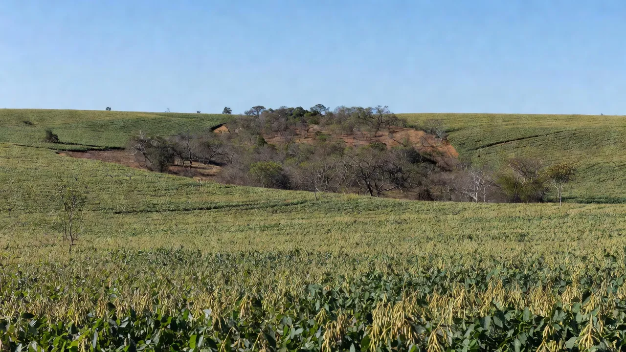 Plantação agrícola em Mato Grosso com vegetação nativa, sobre embargo ambiental a agricultor familiar