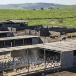 Granja de frangos e suínos no Paraná representando custos de produção