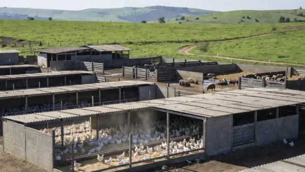 Granja de frangos e suínos no Paraná representando custos de produção