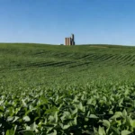 Plantação de soja no Brasil representando leilão de soja importada