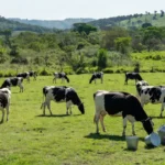 Imagem ilustrativa de um produtor enchendo um balde de leite. — Foto: Shutterstock