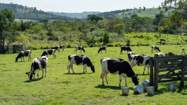Imagem ilustrativa de um produtor enchendo um balde de leite. — Foto: Shutterstock