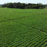 Acordo restringe a compra de grãos produzidos em áreas desmatadas da Amazônia após julho de 2008 Reprodução/Record News