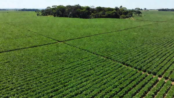 Acordo restringe a compra de grãos produzidos em áreas desmatadas da Amazônia após julho de 2008 Reprodução/Record News