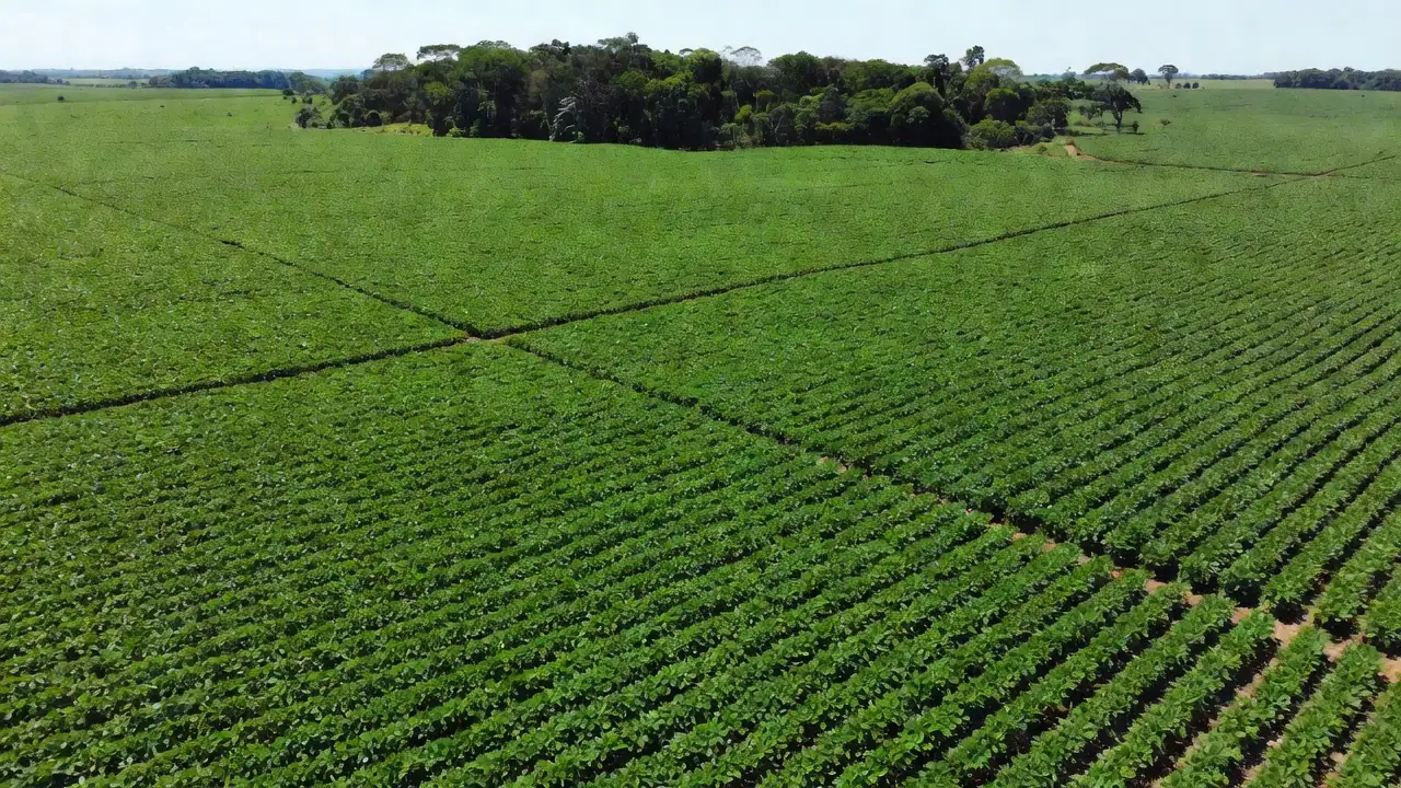 Acordo restringe a compra de grãos produzidos em áreas desmatadas da Amazônia após julho de 2008 Reprodução/Record News