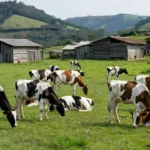 Foto Divulgação