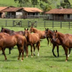 Cavalos Quarto de Milha de elite no 5º Leilão Haras Frange em São Paulo