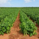 Lavoura de feijão carioca na terceira safra no Brasil