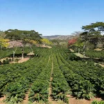 As árvores do projeto são plantadas a cada cinco ruas de café Reprodução/Record News