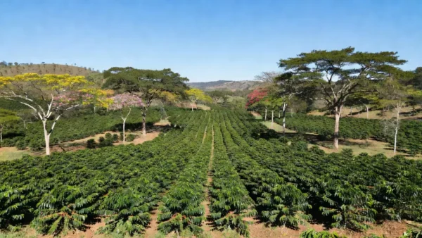 As árvores do projeto são plantadas a cada cinco ruas de café Reprodução/Record News