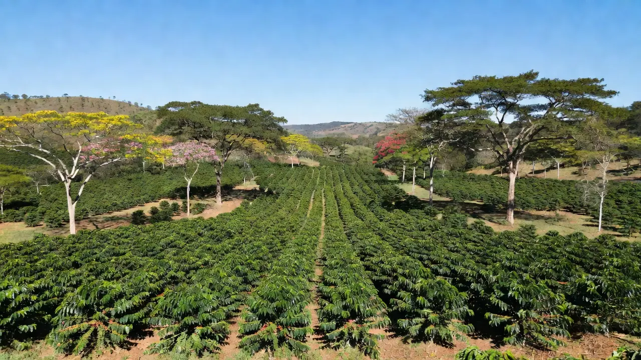 As árvores do projeto são plantadas a cada cinco ruas de café Reprodução/Record News
