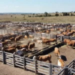 Confinamento de bovinos em Mato Grosso com milhares de cabeças de gado