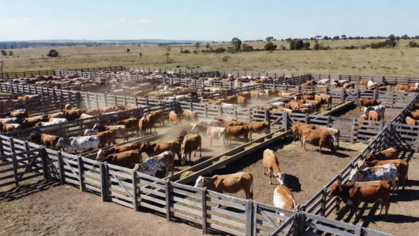 Confinamento de bovinos em Mato Grosso com milhares de cabeças de gado