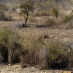 Terras agrícolas abandonadas no Brasil com vegetação selvagem crescendo